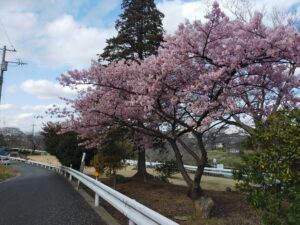花見川の桜